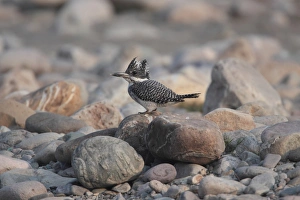 Pebbles Prints: Crested Kingfisher (Megaceryle lugubris) adult