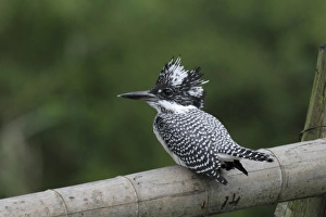 Pole Prints: Crested Kingfisher (Megaceryle lugubris) juvenile