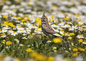 Singing Prints: Crested Lark (Galerida cristata) adult