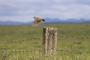 Fence Prints: Crested Lark (Galerida cristata) adult