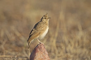 Iberia Prints: Crested Lark (Galerida cristata) juvenile