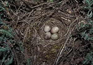 Crested Lark (Galerida cristata) nest with three Crested Lark eggs / 1 Cuckoo egg