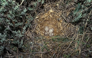 Larks Prints: Crested Lark (Galerida cristata) nest with four eggs