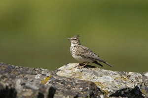 Camouflaged Prints: Crested Lark on lichen covered rocks