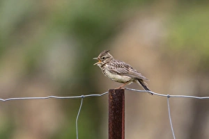 Singing Prints: Crested Lark singing on fence