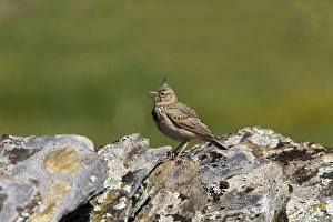 Singing Prints: Crested Lark singing on lichen covered rocks