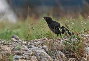 Crested Myna (Acridotheres cristatellus) adult, standing on ground, Hebei, China, may