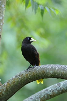 Iceterids Prints: Crested Oropendola (Psarocolius decumanus) adult