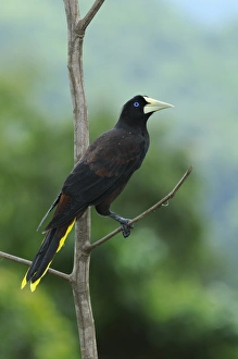 Crested Oropendola (Psarocolius decumanus) adult, perched on branch, Trinidad, Trinidad and Tobago