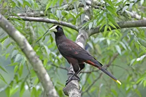 Lesser Antilles Prints: Crested Oropendola (Psarocolius decumanus insularis) adult