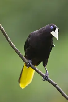 West Indian Prints: Crested Oropendola (Psarocolius decumanus insularis) adult