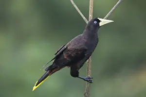 Crested Oropendola (Psarocolius decumanus insularis) adult, perched on twig, Trinidad, Trinidad and Tobago, November