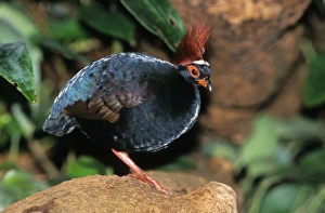 Gamebird Prints: Crested Partridge (Rollulus roulroul) adult male, standing (captive)