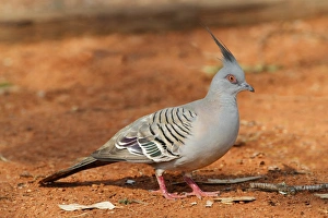 Pigeon Prints: Crested Pigeon (Geophaps lophotes) adult