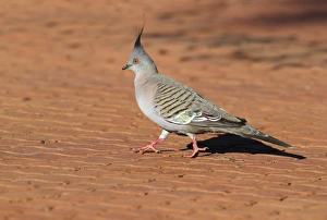 Crested Pigeon (Geophaps lophotes) adult male, walking on paved path, Uluru-Kata Tjuta N. P