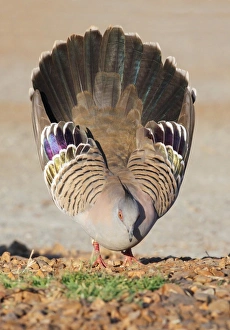Pigeon Prints: Crested Pigeon (Geophaps lophotes) adult male