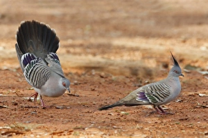 Pigeon Prints: Crested Pigeon (Geophaps lophotes) two adult males