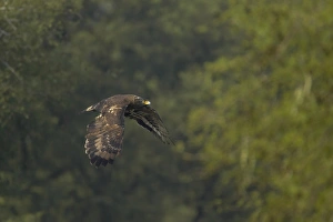 Crested Serpent-eagle (Spilornis cheela) adult, in flight, Keoladeo Ghana N. P. (Bharatpur), Rajasthan, India