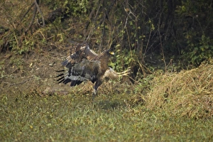 Crested Serpent-eagle (Spilornis cheela) adult, in flight, swooping on prey, Keoladeo Ghana N. P. (Bharatpur), Rajasthan, India