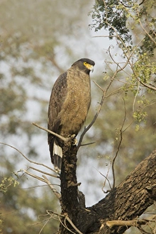 Crested Serpent-eagle (Spilornis cheela) adult, perched on branch, Keoladeo Ghana N. P. (Bharatpur), Rajasthan, India