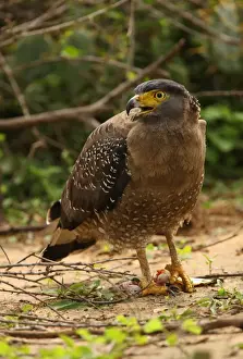 Crested Serpent-eagle (Spilornis cheela spilogaster) endemic race, adult, calling, feeding on fish in talons, Bundala N. P. Sri Lanka, december