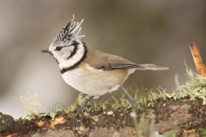 Parus Prints: Crested Tit (Lophophanes cristatus) adult