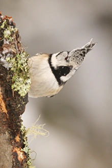 Crested Tit (Lophophanes cristatus) adult, perched on lichen covered branch, Switzerland, winter