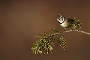 Crested Tit (Lophophanes cristatus) adult, perched on Scots Pine (Pinus sylvestris) branch, Cairngorms, Highlands