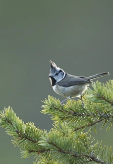Crested Tit (Lophophanes cristatus) adult, perched on Scots Pine (Pinus sylvestris) twig, Scotland, January