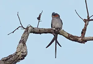 Crested Treeswift (Hemiprocne coronata) adult male, perched on branch, Prey Veng, Cambodia, January