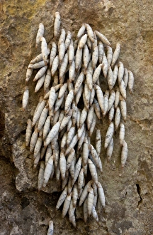 Aegean Prints: Cretan Door Snail (Albinaria inflata) group