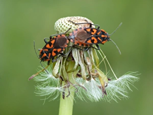 Dolomite Prints: Cretan Soldier Bug (Lygaeus saxatilis) adult pair