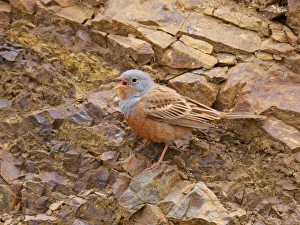 Singing Prints: Cretzschmars Bunting (Emberiza caesia) adult male