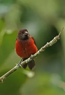 Crimson-backed Tanager (Ramphocelus dimidiatus dimidiatus) adult female, perched on twig, Canopy Lodge, El Valle