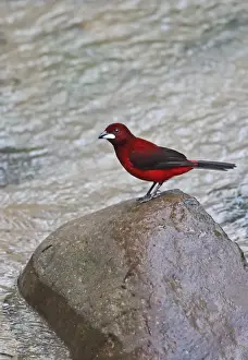 Tanagers Prints: Crimson-backed Tanager (Ramphocelus dimidiatus dimidiatus) adult male