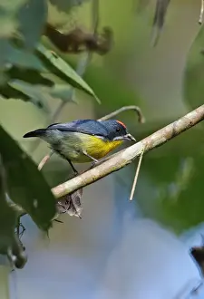 Indochina Prints: Crimson-breasted Flowerpecker (Prionochilus percussus ignicapilla) adult male