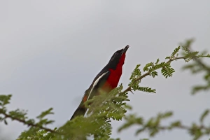 Botswana Prints: crimson breasted shrike