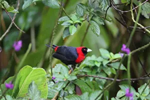 Crimson-collared Tanager (Ramphocelus sanguinolentus) adult, perched on twig in rain, Costa Rica, february