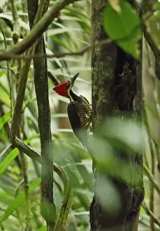 Trunks Prints: Crimson-crested Woodpecker (Campephilus melanoleucos malherbii) adult female