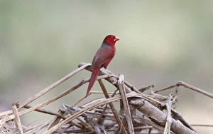 Finch Prints: Crimson Finch (Neochmia phaeton) adult male