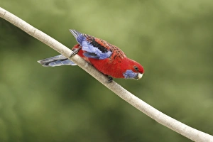 Crimson Rosella (Platycercus elegans) adult, perched on branch, Lamington N. P. Queensland, Australia, October