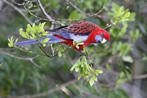 Crimson Rosella (Platycercus elegans) adult, with rings on leg, foraging in tree, Lamington N. P
