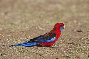 Crimson Rosella (Platycercus elegans) adult, with rings on leg, feeding on ground, O'Reilly's, Lamington N. P. Queensland, Australia