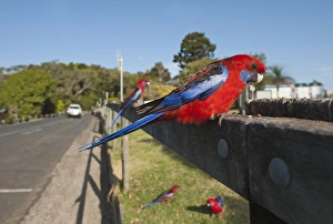 Parrot Prints: Crimson Rosella (Platycercus elegans) adults