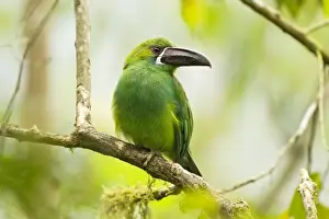 Equatorial Prints: Crimson-rumped Toucanet (Aulacorhynchus haematopygus) adult