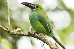 Crimson-rumped Toucanet (Aulacorhynchus haematopygus) adult, perched on branch in montane rainforest, Andes, Ecuador
