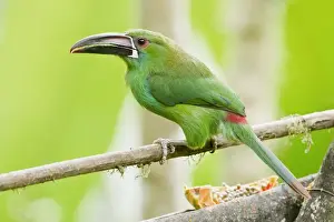 Crimson-rumped Toucanet (Aulacorhynchus haematopygus) adult, perched on branch at feeding station in montane