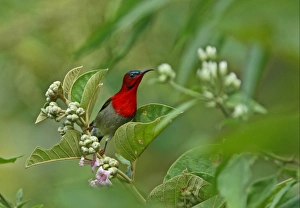 Sunbird Prints: Crimson Sunbird (Aethopyga siparaja) adult male