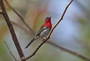 Sunbird Prints: Crimson Sunbird (Aethopyga siparaja mangini) adult male