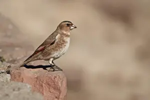 Atlas Prints: Crimson-winged Finch (Rhodopechys sanguinea aliena) North African Subspecies